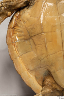 Turtle 8 belly shell 0001.jpg